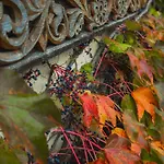 Garden * Solotschyn